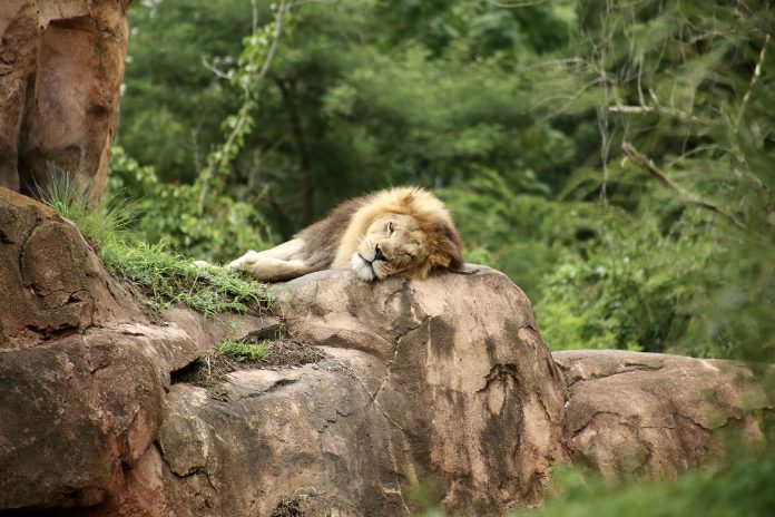 Lion sleeping on a rock